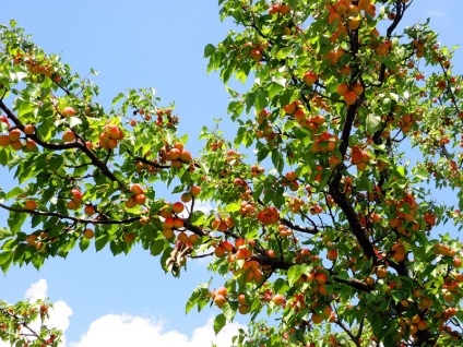 Fructe de pomi fructiferi de caise