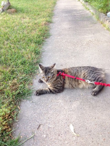 Pisicile sunt socati de reactia amuzanta a pisicilor la prima lor plimbare in afara casei