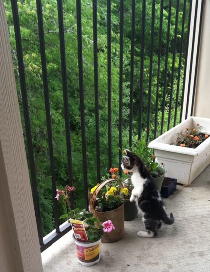 A macskákat megdöbbentette a macskák vicces reakciója az első sétán a ház előtt