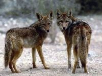 Coyote (canis latrans), comportamentul coiotului, reproducerea structurii sociale a coioților, maturarea