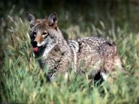 Coyote (canis latrans), coyote viselkedés, vadászati ​​társadalmi szerkezet reprodukálása coyotes, érés