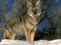 Coyote (canis latrans), coyote viselkedés, vadászati ​​társadalmi szerkezet reprodukálása coyotes, érés
