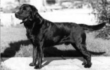 O scurtă istorie a apariției Labradorilor, Labrador