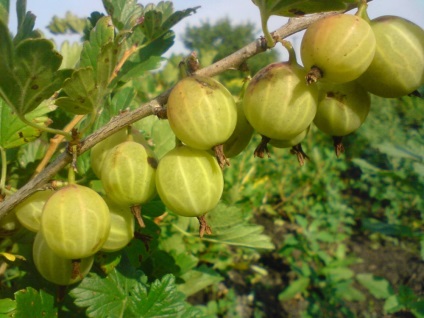 Gooseberries sunt un ajutor eficient pentru frumusete si sanatate