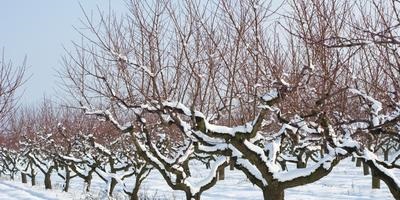 Cine mananca bulbi de crocuses, crini si lalele, lăsând doar o crusta subtire cum sa scapi de ea