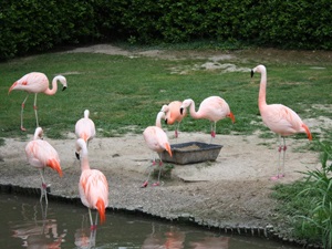 Statiunea de lignano din Italia