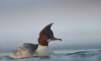 Swan - fotós - környezeti emésztés