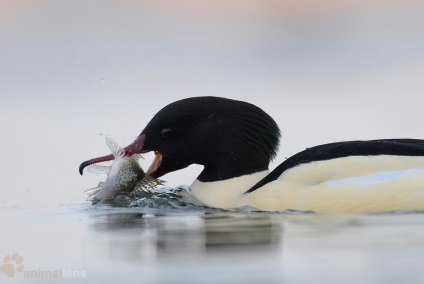 Swan - fotograf - mediu digest