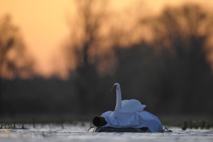 Swan - fotograf - mediu digest