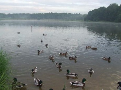 Lebedyansky Pond