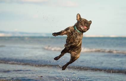 Câini de zbor, știri despre fotografii