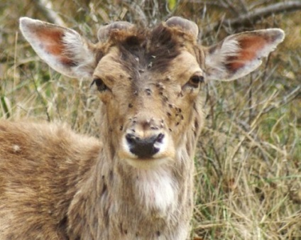 Elk acarianul (reproducerea sângelui), reproducerea, pericolul pentru om
