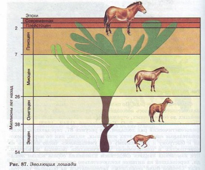 Macroevolution, dovezile sale