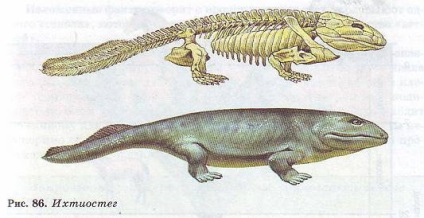 Macroevolution, dovezile sale