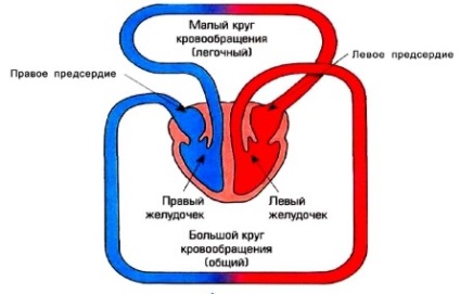 Un cerc mic de circulație a sângelui, un circuit circulator mare, un principiu de funcționare