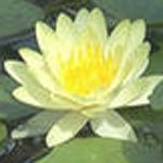 Uleiul de lotus și proprietățile sale benefice