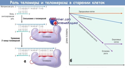 A sejtek öregedésének mechanizmusa és annak szakaszai