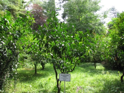 Călătoria mea în Abhazia