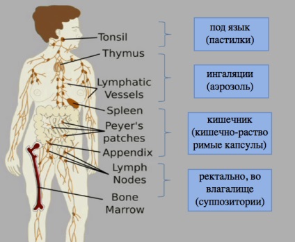 Maful de masticare, produs din suplimente alimentare și alimente de colostru, este bogat în imunitate