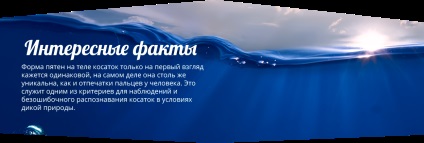 Moskvarium - spectacol de apă, înot cu delfini, lumea apei
