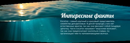 Moskvarium - spectacol de apă, înot cu delfini, lumea apei