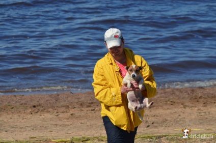 Câinele meu preferat jack russell terrier - câine activ și energic, drtclub