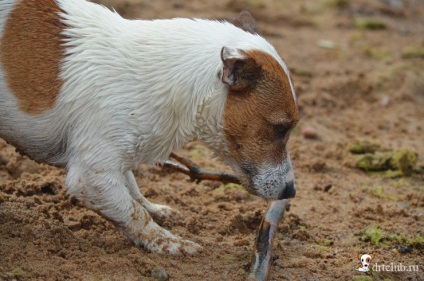 Câinele meu preferat jack russell terrier - câine activ și energic, drtclub