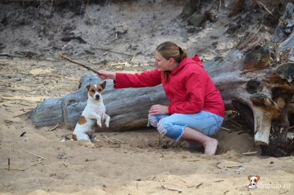 Kedvenc kutyás jack russell terrier - aktív és energikus kutya, drtclub