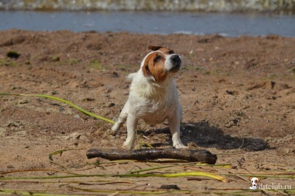 Kedvenc kutyás jack russell terrier - aktív és energikus kutya, drtclub