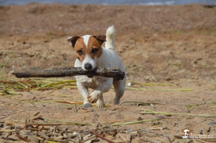 Câinele meu preferat jack russell terrier - câine activ și energic, drtclub