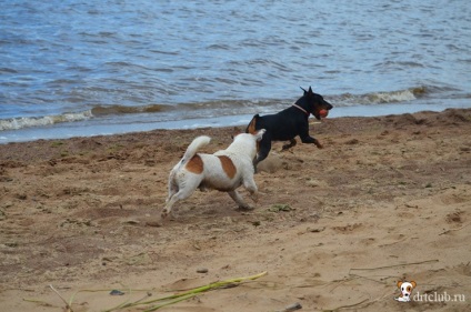 Kedvenc kutyás jack russell terrier - aktív és energikus kutya, drtclub