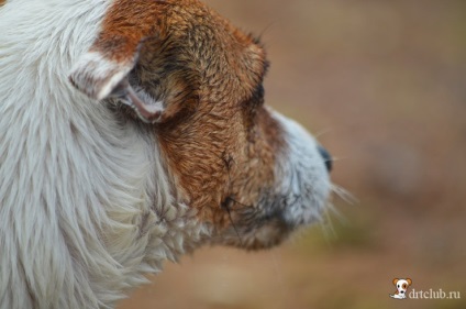 Kedvenc kutyás jack russell terrier - aktív és energikus kutya, drtclub