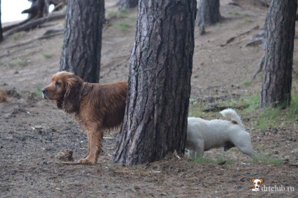 Kedvenc kutyás jack russell terrier - aktív és energikus kutya, drtclub