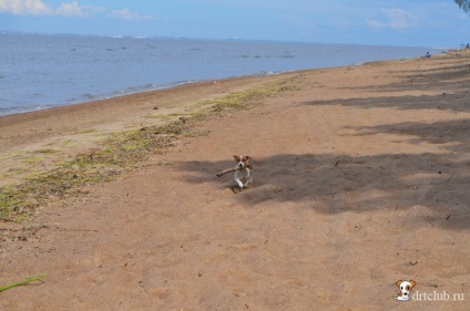 Kedvenc kutyás jack russell terrier - aktív és energikus kutya, drtclub