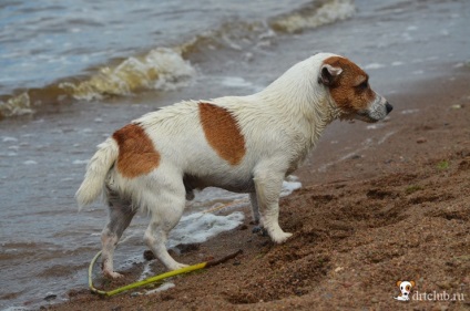 Câinele meu preferat jack russell terrier - câine activ și energic, drtclub