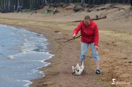 Kedvenc kutyás jack russell terrier - aktív és energikus kutya, drtclub