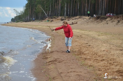 Kedvenc kutyás jack russell terrier - aktív és energikus kutya, drtclub