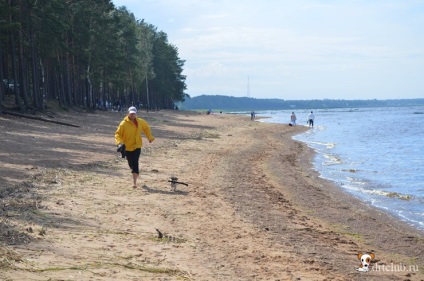 Kedvenc kutyás jack russell terrier - aktív és energikus kutya, drtclub