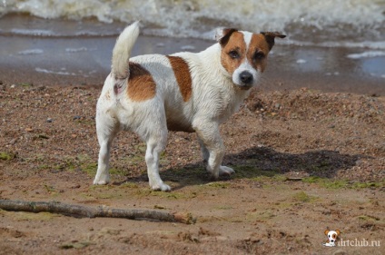 Câinele meu preferat jack russell terrier - câine activ și energic, drtclub