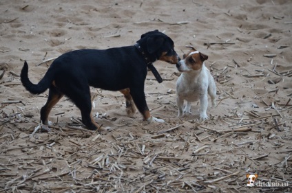 Kedvenc kutyás jack russell terrier - aktív és energikus kutya, drtclub