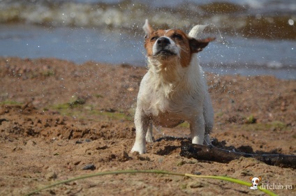 Kedvenc kutyás jack russell terrier - aktív és energikus kutya, drtclub