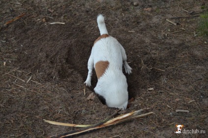 Kedvenc kutyás jack russell terrier - aktív és energikus kutya, drtclub