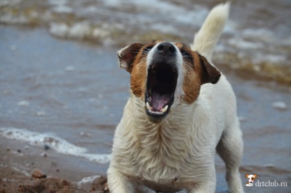 Kedvenc kutyás jack russell terrier - aktív és energikus kutya, drtclub