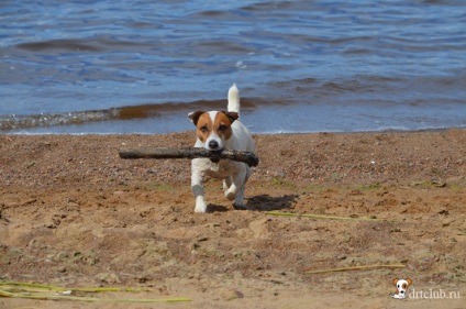 Câinele meu preferat jack russell terrier - câine activ și energic, drtclub