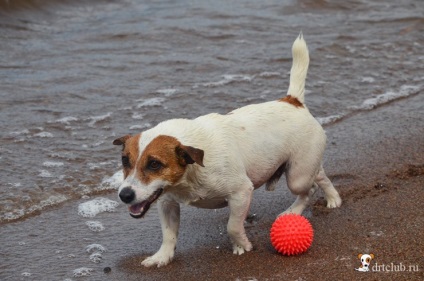 Câinele meu preferat jack russell terrier - câine activ și energic, drtclub