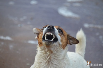 Câinele meu preferat jack russell terrier - câine activ și energic, drtclub
