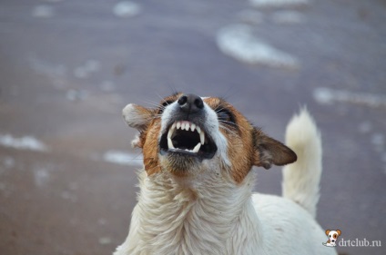 Kedvenc kutyás jack russell terrier - aktív és energikus kutya, drtclub