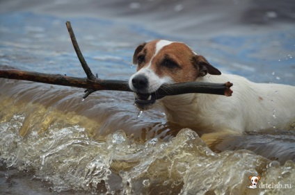 Kedvenc kutyás jack russell terrier - aktív és energikus kutya, drtclub