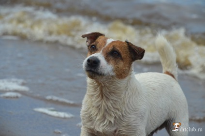 Câinele meu preferat jack russell terrier - câine activ și energic, drtclub