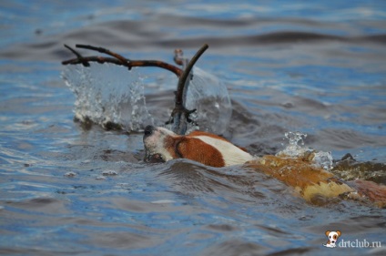 Kedvenc kutyás jack russell terrier - aktív és energikus kutya, drtclub